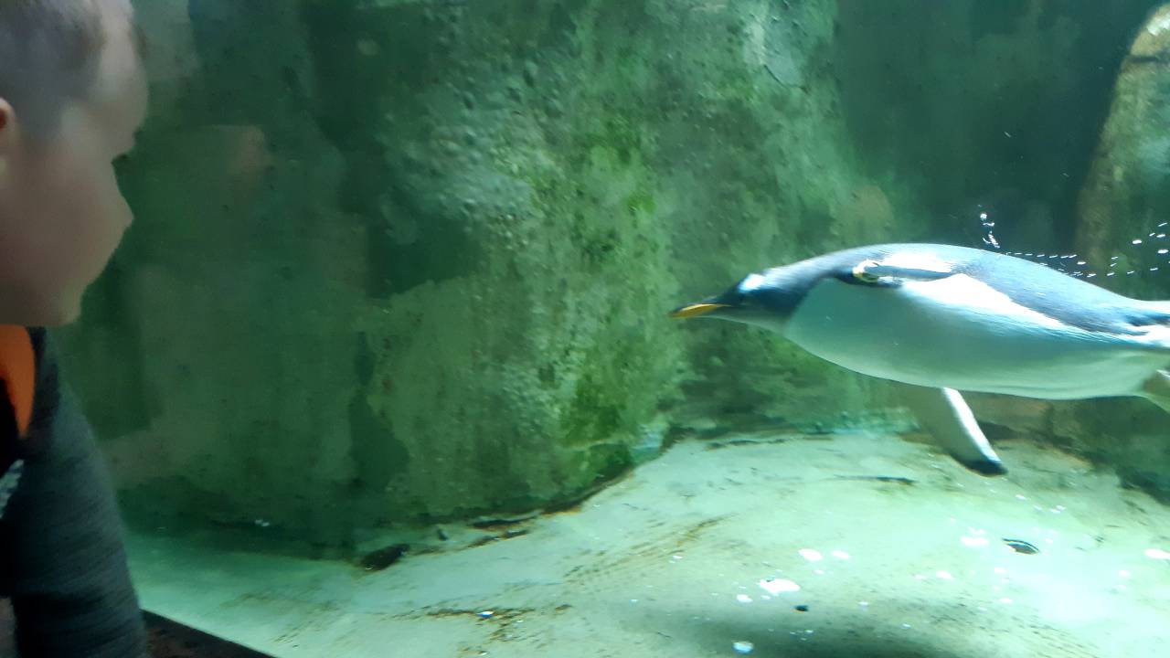 Увлекательный подводный мир